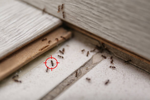 Best Wasp Removal Services  in Lacoste, TX