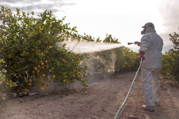 Trusted Lacoste, TX Pest Control Experts