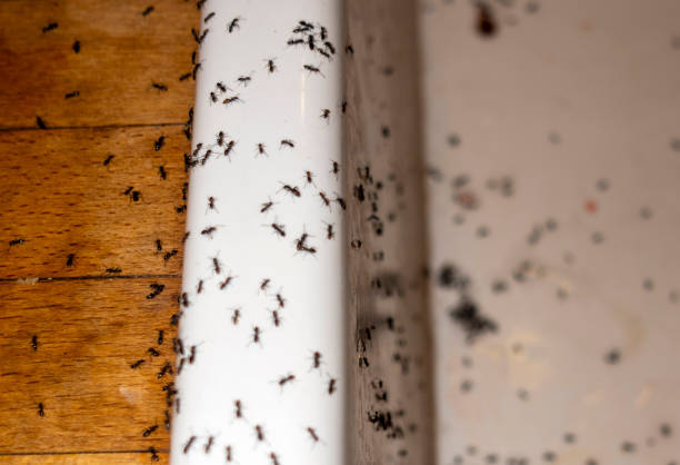 Best Wasp Removal Services  in Lacoste, TX